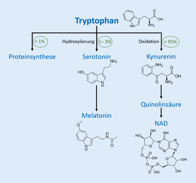Der Tryptophanstoffwechsel, seine Metaboliten und damit assoziierte  Krankheiten | Journal für Gynäkologische Endokrinologie/Schweiz