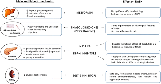 glp 1 liver toxicity Does GLP-1 Affect Enzymes? Effects on Liver Health Therapeutic Mechanisms and Clinical Effects