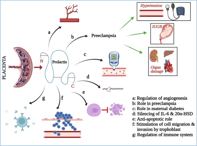 Relationships between homeoprotein EGAM1C and the expression of the  placental prolactin gene family in mouse placentae and trophoblast stem  cells in: Reproduction Volume 141 Issue 2 (2011)