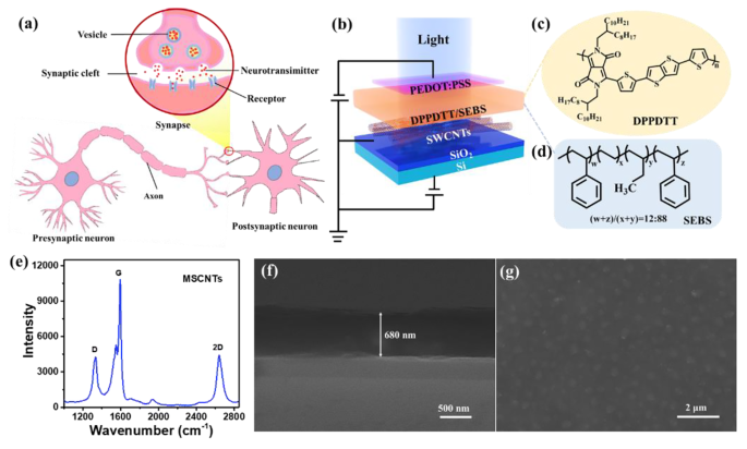 Artificial optoelectronic synapse based on spatiotemporal irradiation to  source‐sharing circuitry of synaptic phototransistors - Song - InfoMat -  Wiley Online Library
