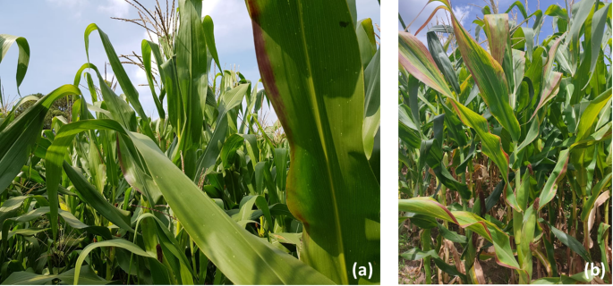 Spatial distribution and initial spread of corn stunt complex disesase in Santa Catarina, Brazil - Journal of Plant Pathology