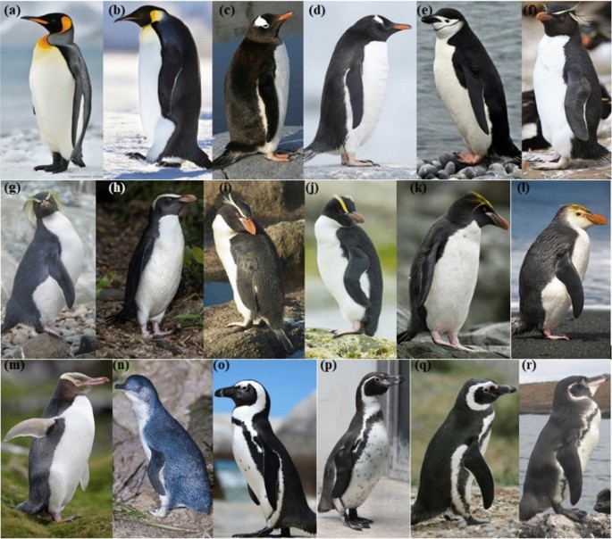 Smithsonian Insider – Yellow pigment in penguin feathers is chemically  distinct, spectroscopic studies reveal