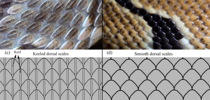 Wear Resistance Improvement of Keeled Structure and Overlapped Distribution  of Snake Scales