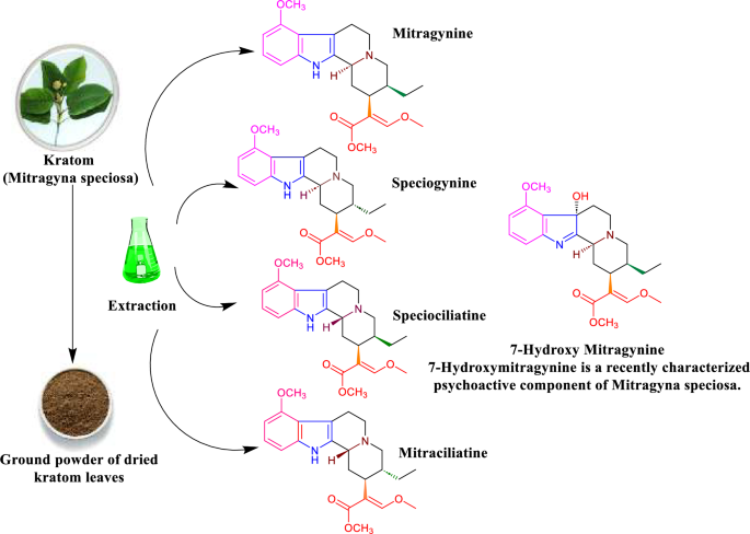 kratom mitragynine interactions with bpc-157 Metabolism of a Alkaloid Metabolite in Human Plasma Increases Its Opioid Potency and Efficacy Effects of Itraconazole on Pharmacokinetics