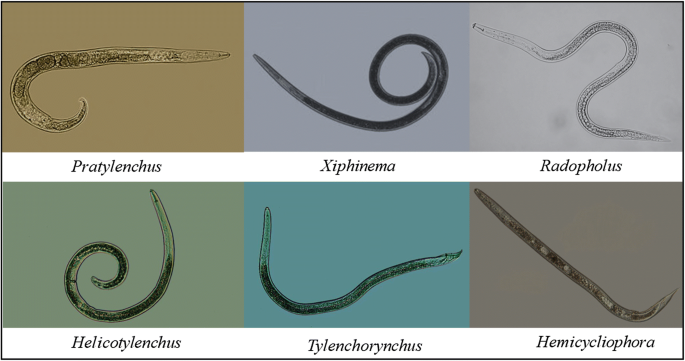 Nematode infestation, a potential threat to Indian forests | Indian  Phytopathology