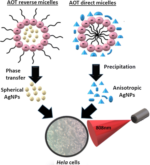 AOT direct and reverse micelles as a reaction media for anisotropic silver  nanoparticles functionalized with folic acid as a photothermal agent on  HeLa cells | Discover Applied Sciences
