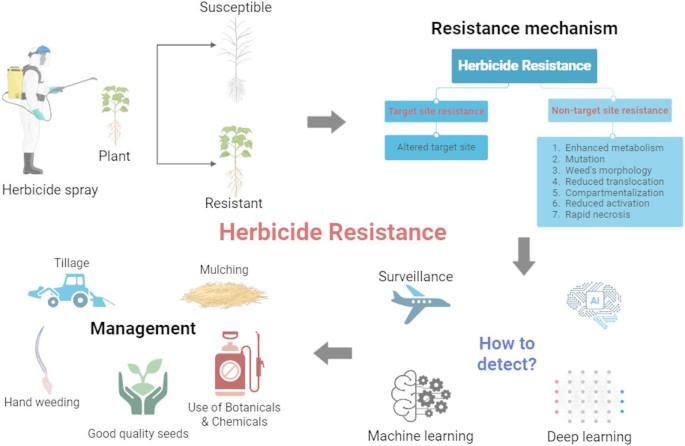 Development of herbicide resistant weeds and their impact on future weed  management | Discover Applied Sciences