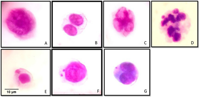 In Vivo Mouse Micronucleus Test - STEMart