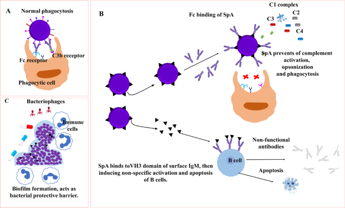 Exploiting classical virulence factor: staphylococcal protein a in immunotherapy and immunodiagnosis - Journal of Proteins and Proteomics
