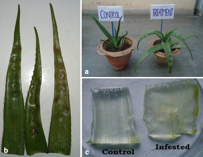 Biochemical alterations in Aloe vera (L.) Burm. f. leaves infected with  Colletotrichum gloeosporioides | Vegetos