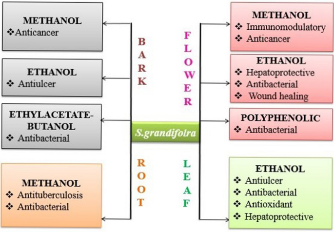 The genus Seseli L.: A comprehensive review on traditional uses,  phytochemistry, and pharmacological properties - ScienceDirect