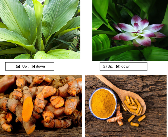 Turmeric (Curcuma longa): an insight into its food applications,  phytochemistry and pharmacological properties | Vegetos | Springer Nature  Link