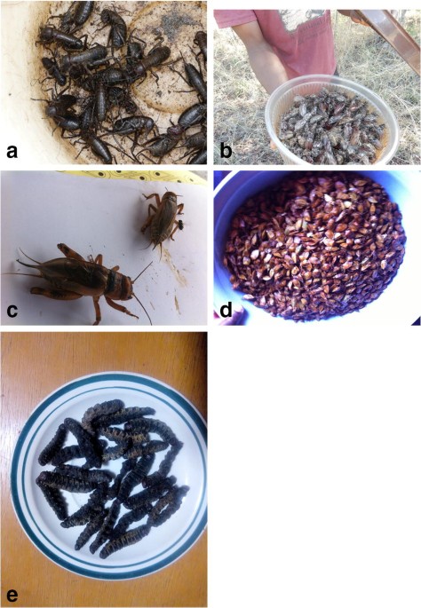 Arsenic-munching caterpillars may ingest poison to prevent being