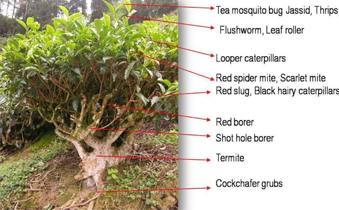 Molecular identification of spiders preying on Empoasca vitis in a tea  plantation