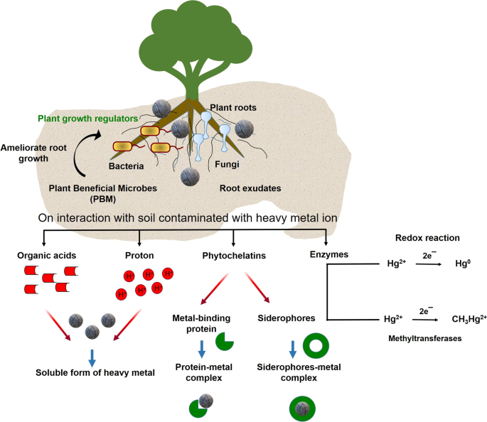 PDF) Heavy metal toxicity and possible Functional aspects of microbial  diversity in heavy metal contaminated sites: Microbial genomics in  sustainable agrosystems