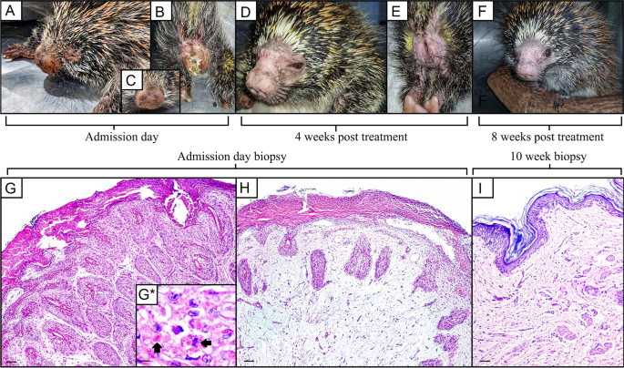 Diagnosis and successful treatment of Brazillian porcupine poxvirus  infection in a free-ranging hairy dwarf porcupine (Coendu spinosus) |  Brazilian Journal of Microbiology