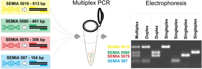 Developing a genomic-based strategy to confirm microbial identity in bio-inputs containing multiple strains: an easy, fast, and low-cost multiplex PCR applied to inoculants carrying soybean Bradyrhizobium