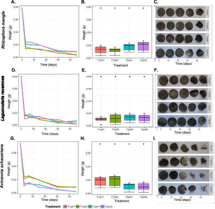 Organic matter decay and bacterial community succession in mangroves under simulated climate change scenarios