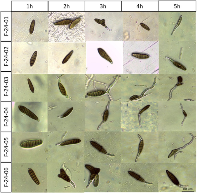 Characterization of Bipolaris bicolor germination: effects of a physical factor on fungal adaptability