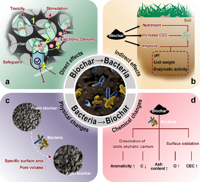 Integrating Biochar, Bacteria, and Plants for Sustainable