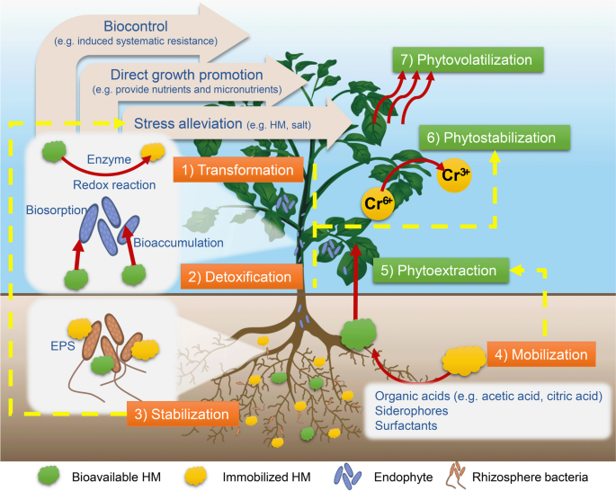 Integrating Biochar, Bacteria, and Plants for Sustainable