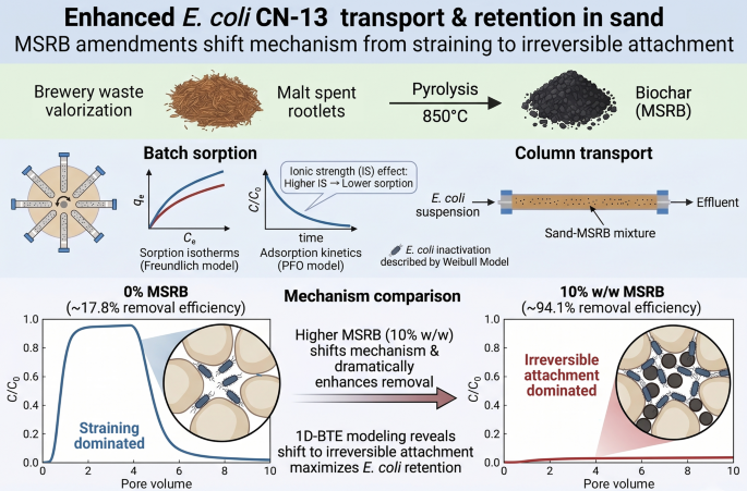 Photograph accompanying Biochar from brewery malt rootlets removed about five times as much E. coli as plain sand