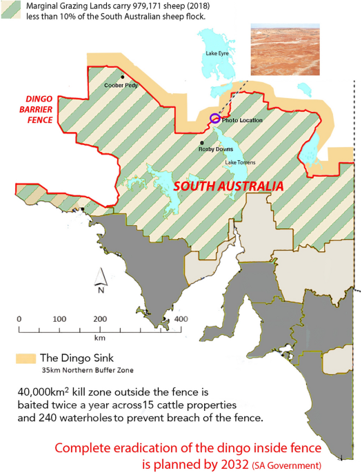 Endangered dingo believed to be dropped by eagle into backyard