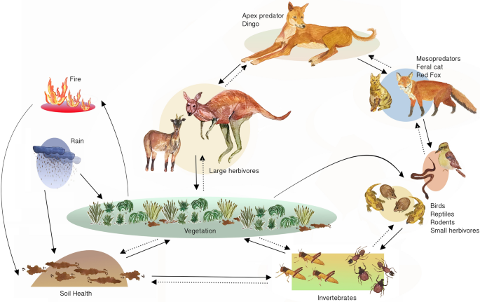 A Unique Insights into Australia`s Top Land Predator - The Dingo