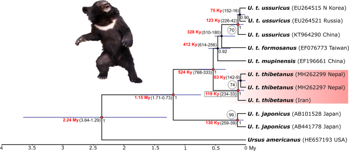 Full article: Evidence of seed germination in scats of the Asiatic Black  Bear Ursus thibetanus in Iran (Mammalia: Carnivora)