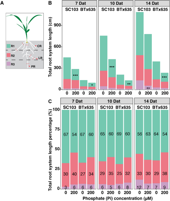Constitutive basis of root system architecture: uncovering a promising  trait for breeding nutrient- and drought-resilient crops