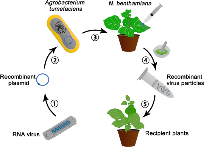 Exploiting viral vectors to deliver genome editing reagents in plants |  aBIOTECH