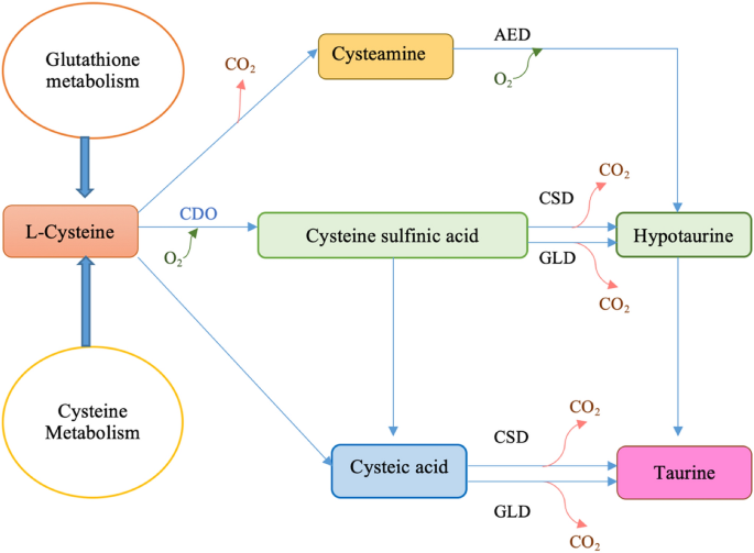 taurine and glutathione Roles of dietary in fish nutrition | Marine Life Science & Technology glutathione cysteine taurine Deletion of
