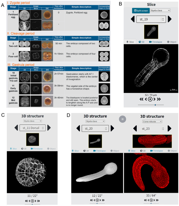 Establishment of a developmental atlas and transgenetic tools in the  ascidian Styela clava