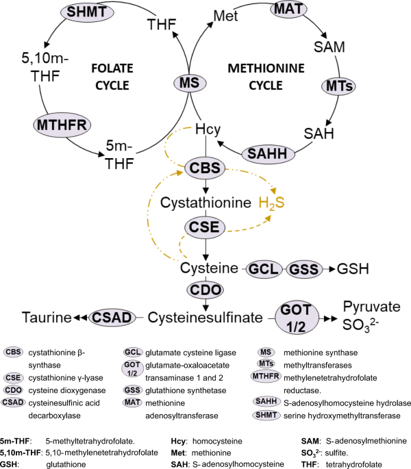 cysteine dioxygenase glutathione Frontiers Estrogen Regulates Local Cysteine Metabolism