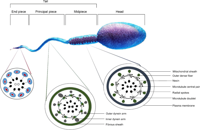 Adenylate kinase 9 is essential for sperm function and male