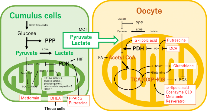 glutathione dhea Antioxidant Protection of NADPH-Depleted Oligodendrocyte Precursor Cells Is Dependent on Supply of Reduced DHEA-5 Supplement - Vitamins &