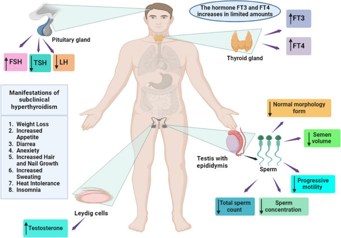 can glutathione cause hormonal imbalance Meta-Analytical and Meta-Regression Evaluation of Subclinical  Hyperthyroidism's Effect on Male Reproductive Health: Hormonal and Seminal  Perspectives | Reproductive Sciences