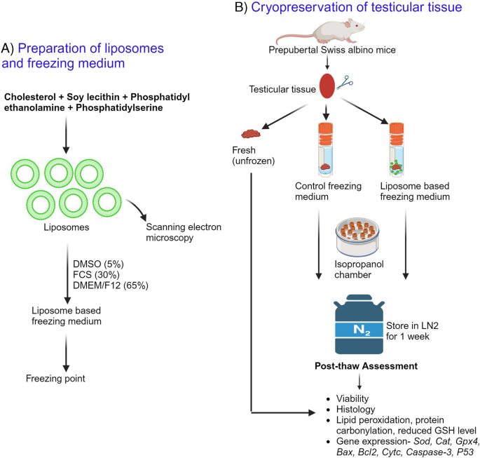 cjc 1295 ipamorelin in morning Stacking CJC-1295 and Ipamorelin Peptides for Recovery and Wellness Support