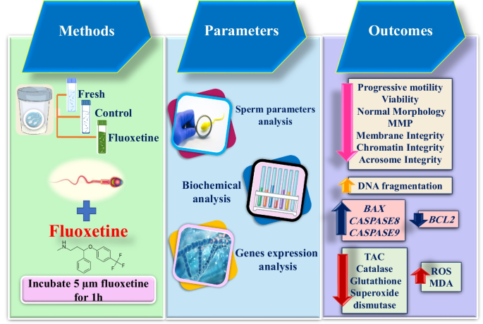 Fluoxetine Mitigates Human Sperm Quality by Disrupting the Antioxidant Defense System and Altering the Expression of Apoptosis-Related Genes: An In Vitro Study | Reproductive Sciences