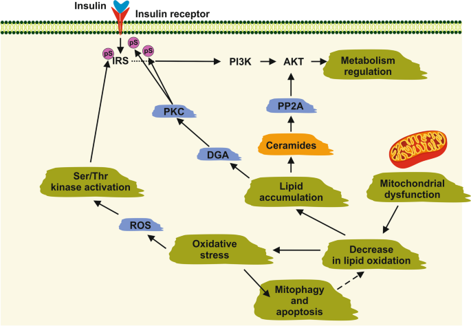does ipamorelin cause insulin resistance Cellular and Molecular Mechanisms of Insulin Resistance | Current Tissue  Microenvironment Reports