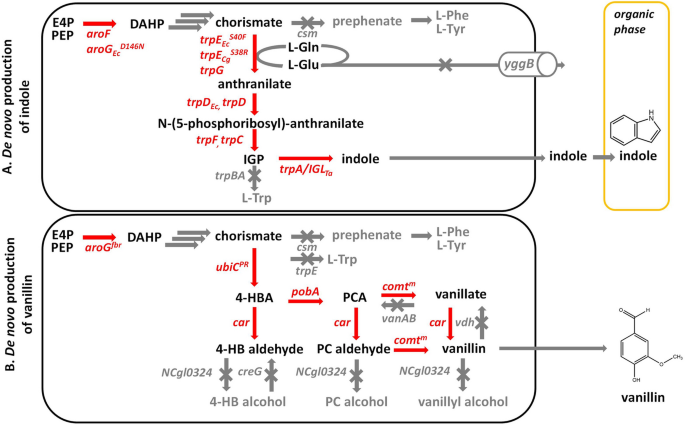 Frontiers  Evolving a New Efficient Mode of Fructose Utilization for  Improved Bioproduction in Corynebacterium glutamicum