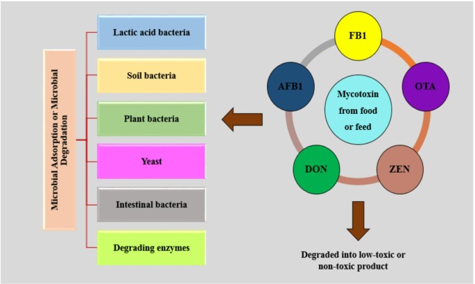 glutathione role in mycotoxin detoxification Postbiotics as eco-friendly tools: next-generation approaches to mycotoxin  mitigation | Systems Microbiology and Biomanufacturing