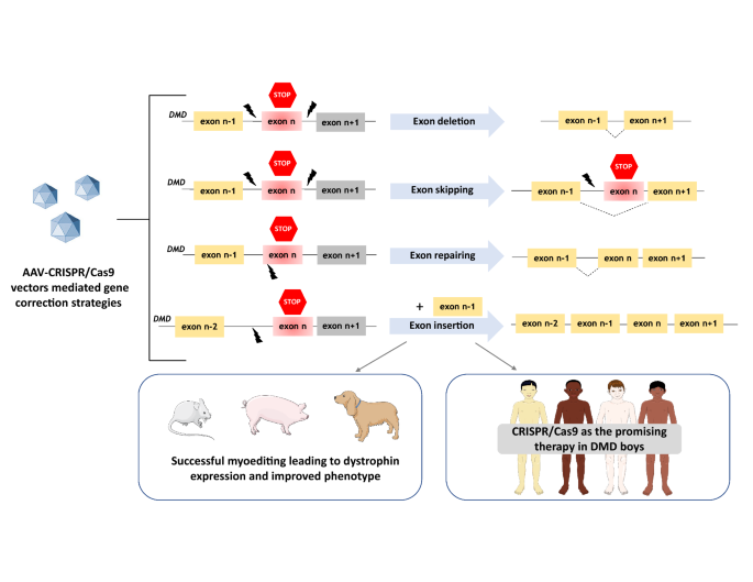 Frontiers  Current Pharmacological Strategies for Duchenne