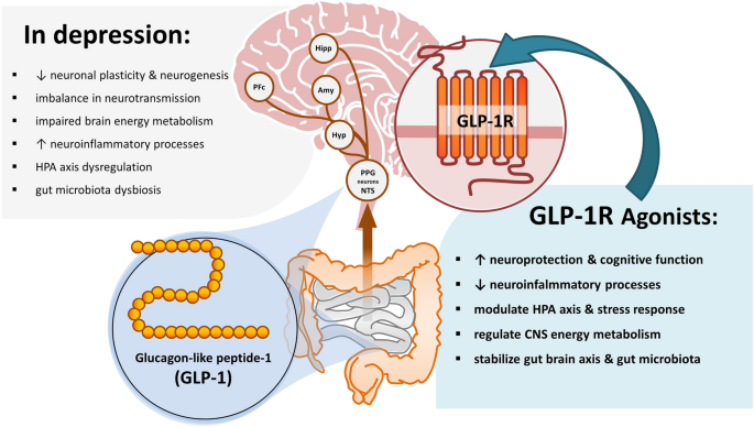 glp 1 drugs and inflammation Pro- and anti-inflammatory properties of GLP-1 receptor agonists. APC,