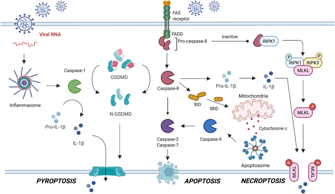 Frontiers  Understanding the Role of SARS-CoV-2 ORF3a in Viral