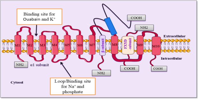 glutathione level and stress How Keeping Glutathione Levels Up Can Benefit Your Health & Your Vitamin D  Status