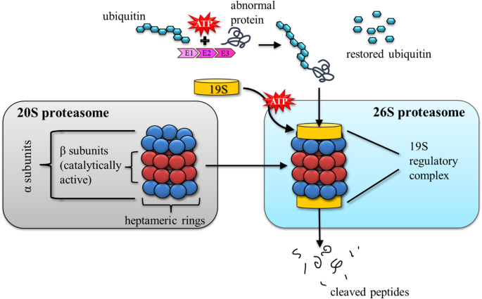 glutathione peptide side effects Glutathione: Master Antioxidant, Reducing Oxidative Stress, and  Detoxification