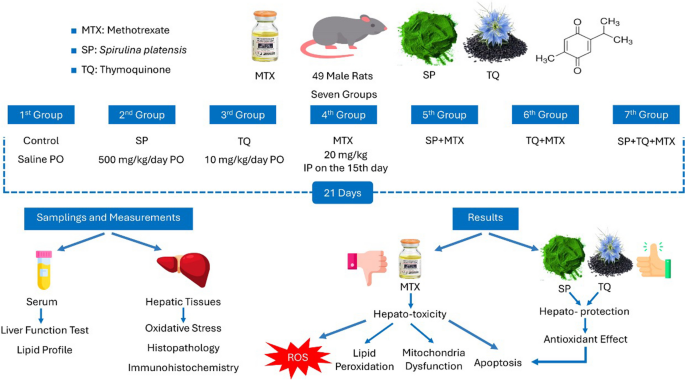 glutathione and methotrexate Spirulina and Thymoquinone Protect Against Methotrexate-Induced Hepatic  Injury in Rats | Revista Brasileira de Farmacognosia