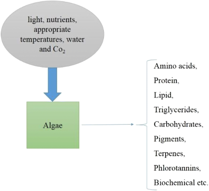 Sustainable production of bioethanol from renewable brown algae