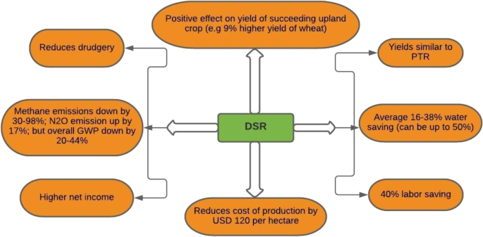 Direct Dry Seeding of Rice (DSR), an Ultimate Pathway for Sustainable Rice  Production in Pakistan